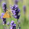 PAPILLON HESPERIE sur fleur de lavande. 2024  ISABELLE TURBAN